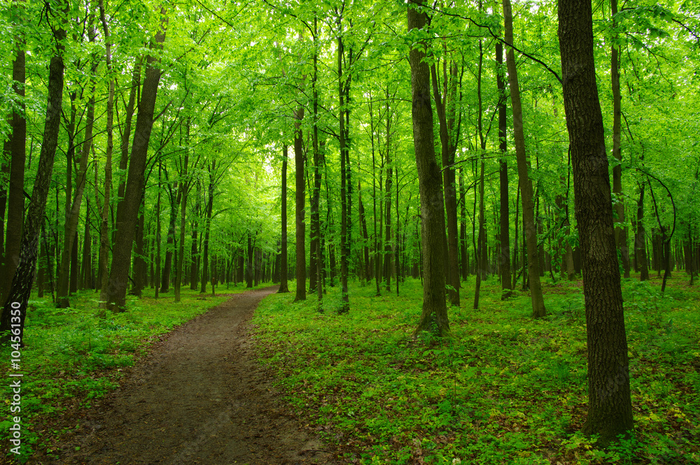 green forest