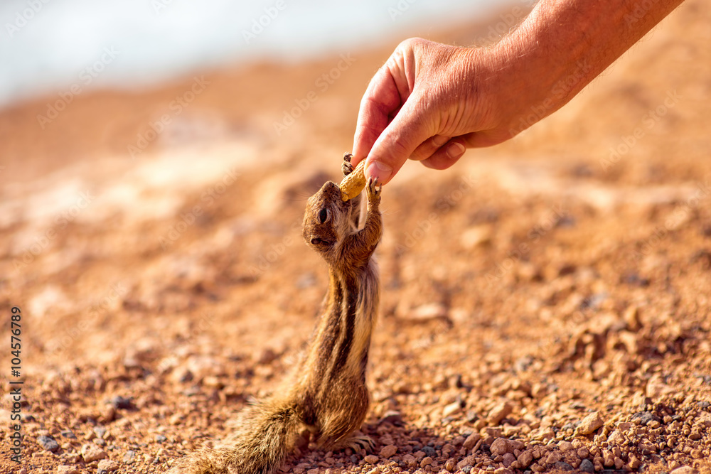 Human hand feeding moorish squirrel with nut on Fuerteventura island in Spain