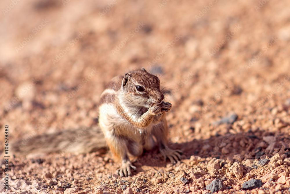 Moorish squirrel on Fuerteventura island in Spain