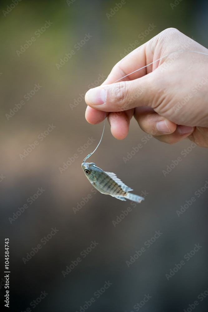 Nile tilapia fish hanging on hook