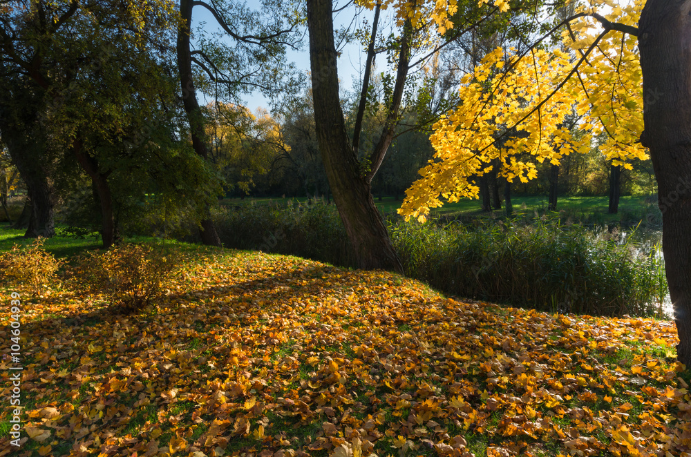 colorful autumn park over pond on sunny afternoon in Skawina, Poland