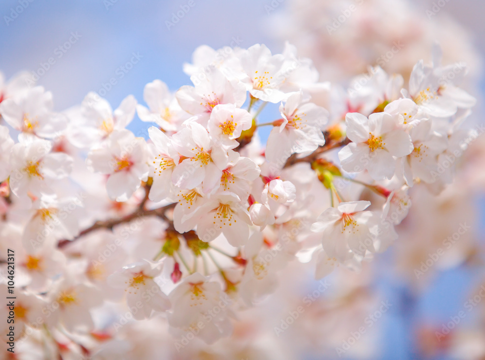 春天的白樱花或日本樱花