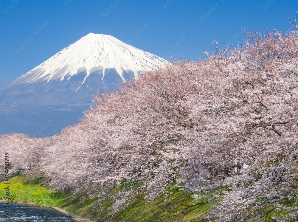 美丽的富士山和樱花在日本春天的季节