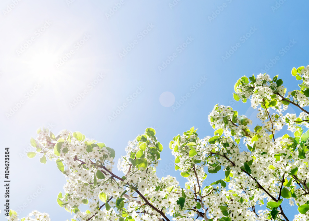 Spring tree with white flowers illuminated by the sun against blue sky