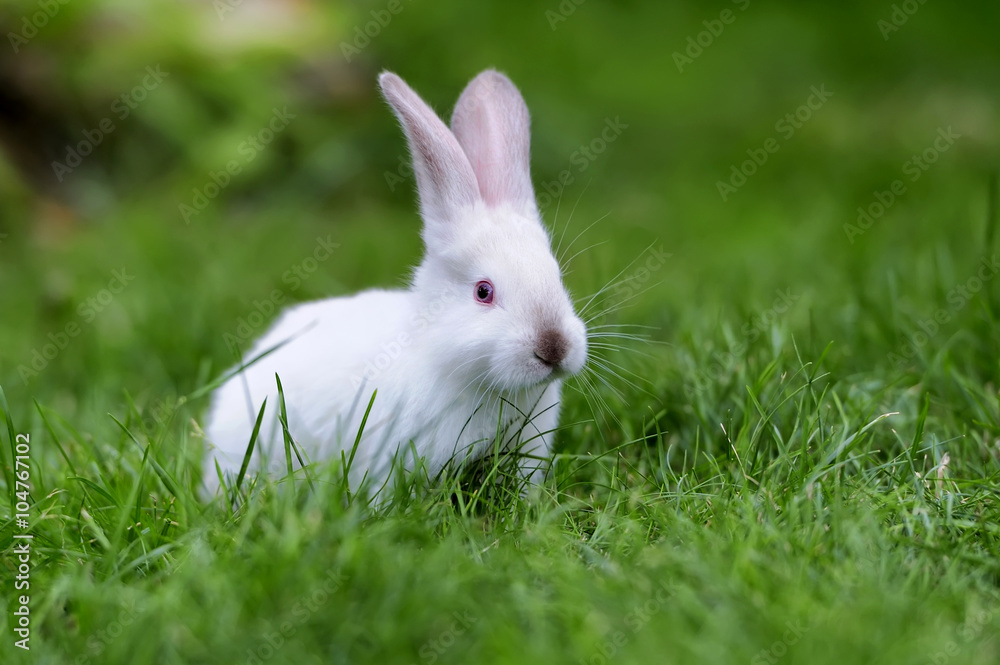 Rabbit in the grass