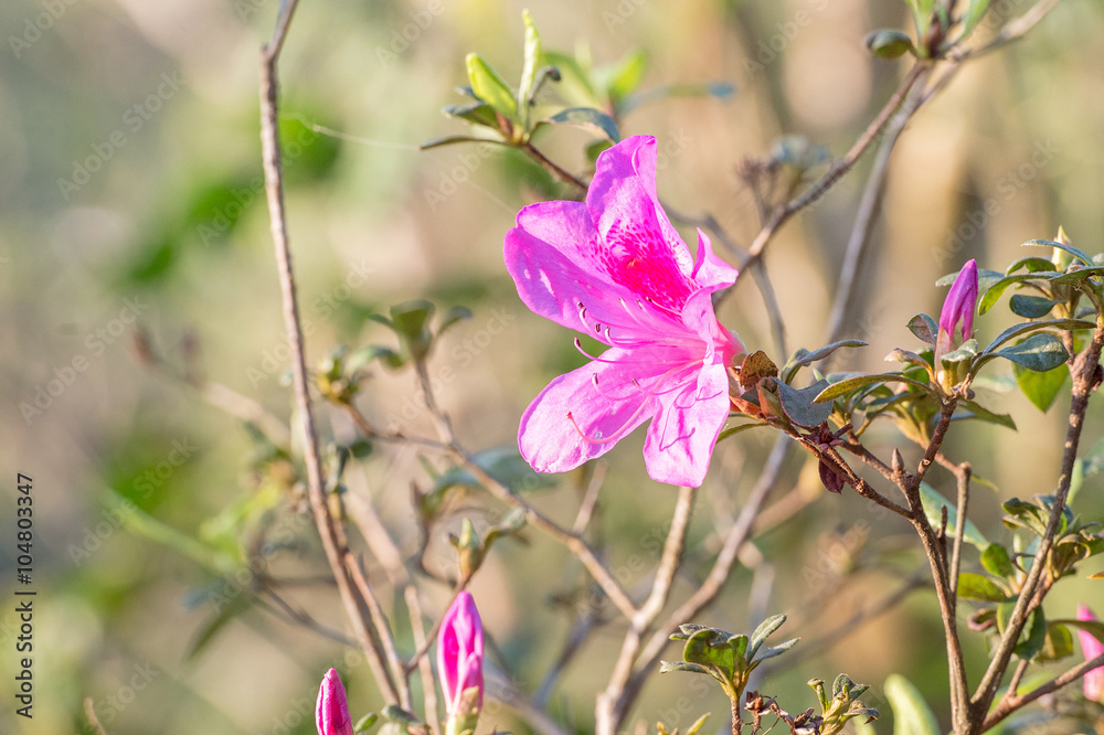 azalea blooming