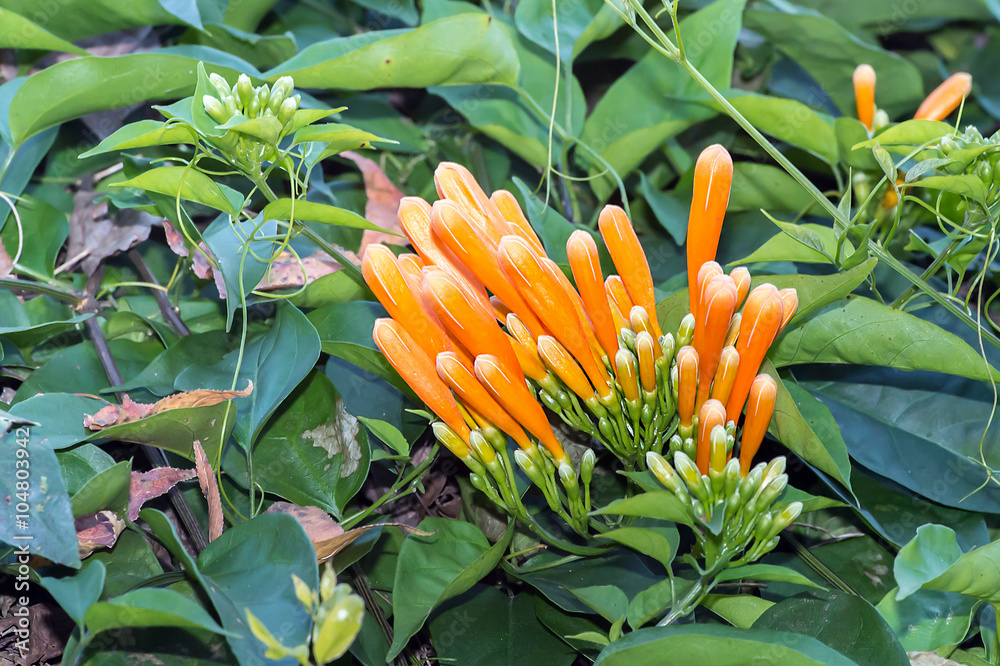 Fire-cracker Vine(Pyrostegia venusta)