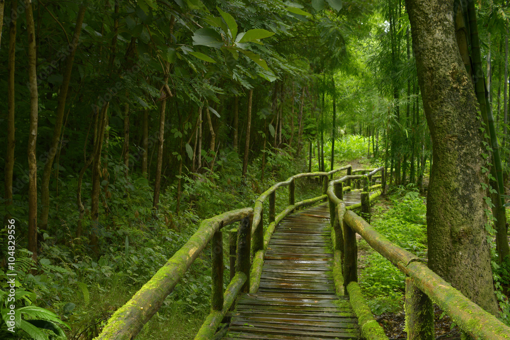 Jungla de Tailandia con puente de madera