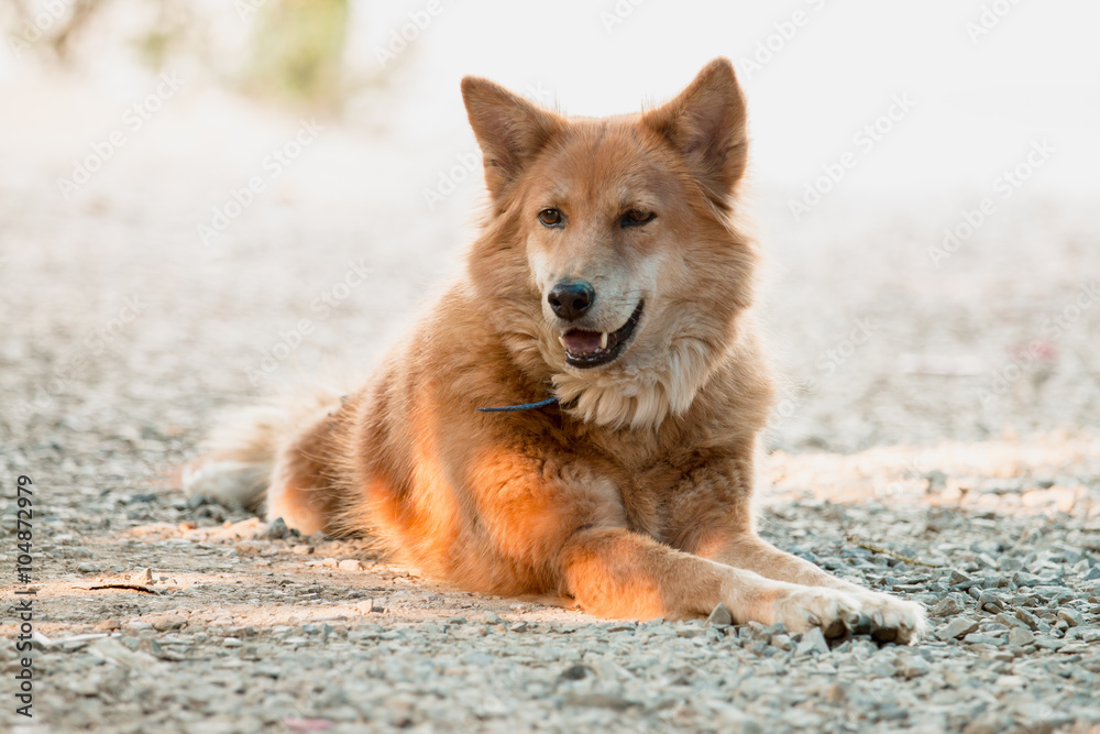 Brown dog lying on the ground.