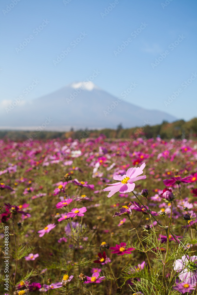 Yamanakako Hanano Miyako Koen秋季的宇宙花和富士山