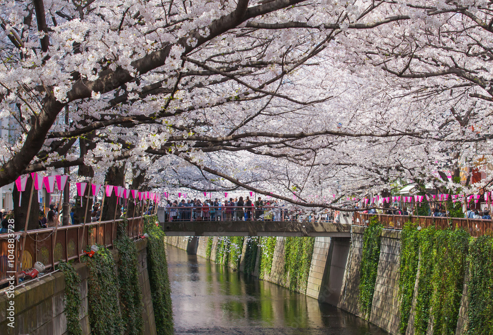 Beautiful sakura cherry blossom at Nakameguro Tokyo, Japan