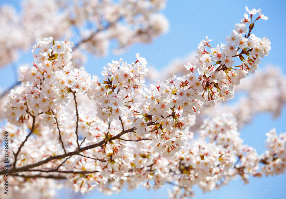 春天的白樱花或日本樱花