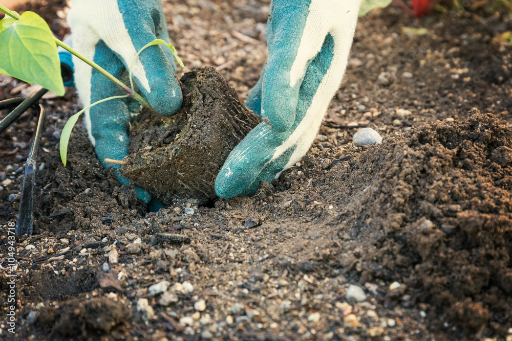 Planting vegetable in garden