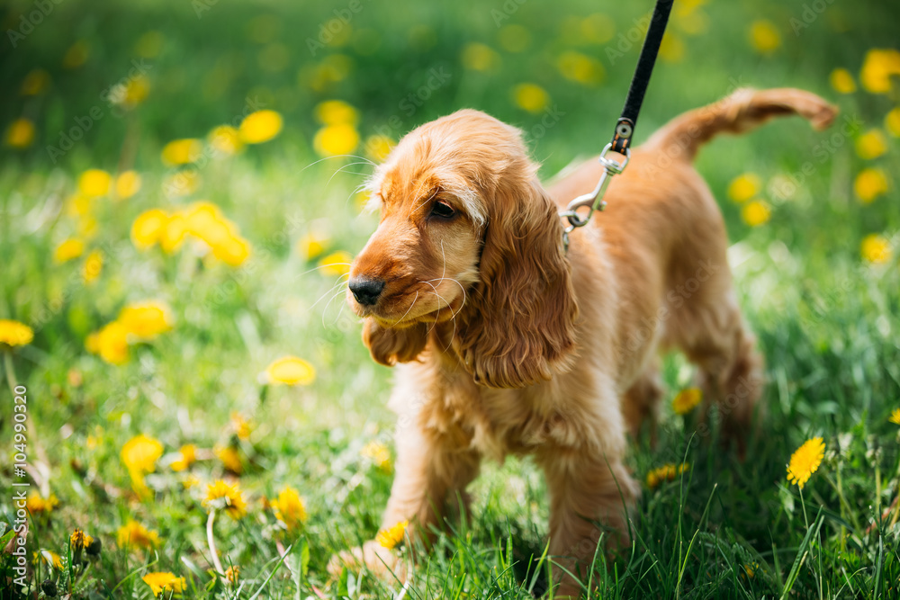 Funny Red English Cocker Spaniel Dog In Green Grass