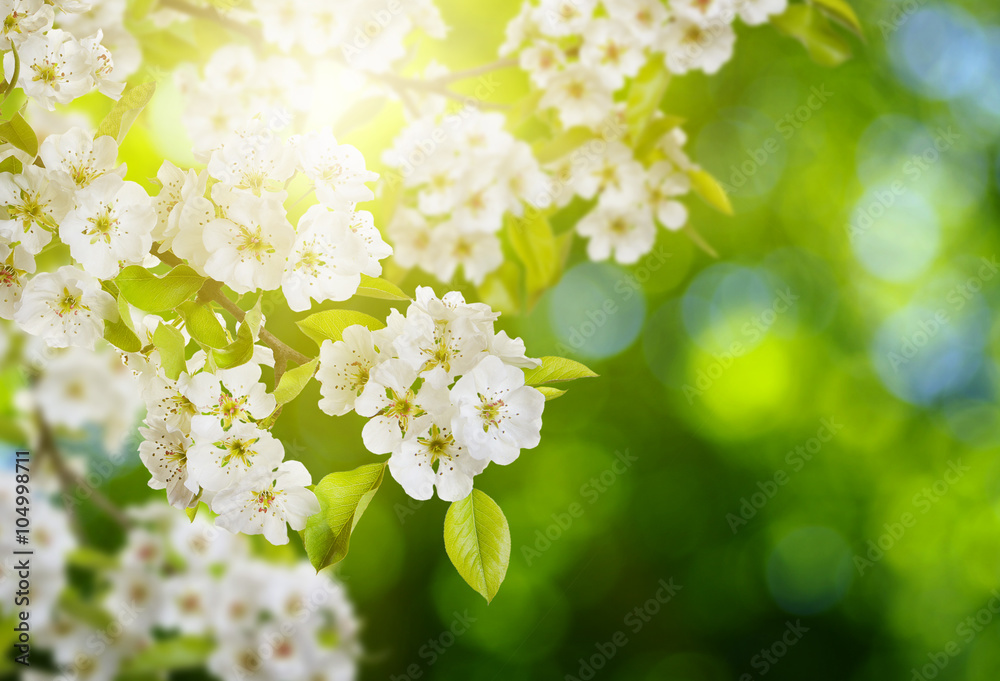 Spring blossom with soft blur background