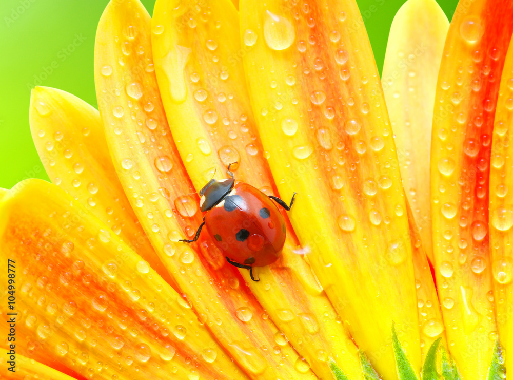 Ladybug and flower