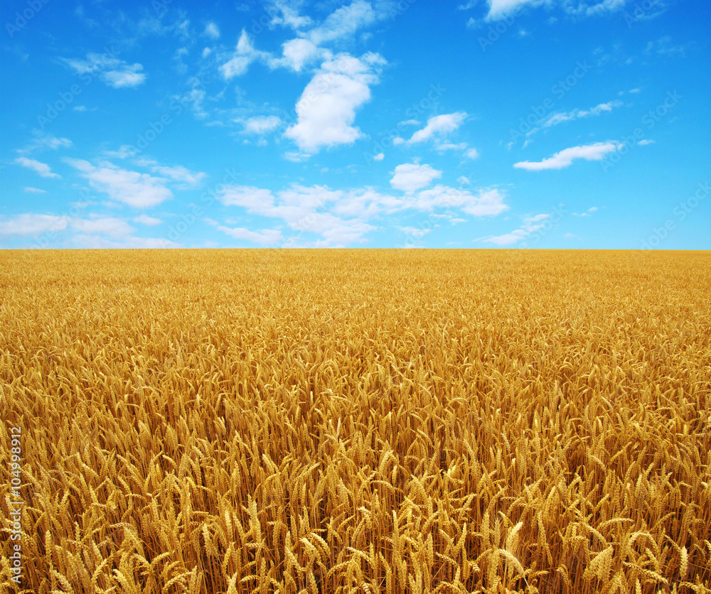 Field of wheat