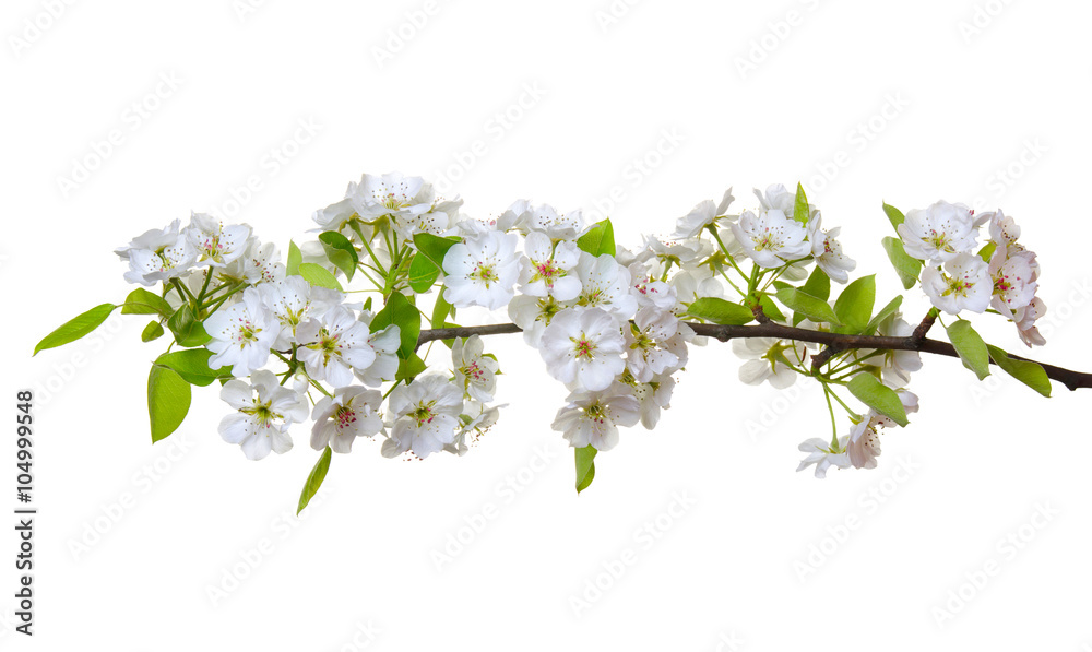  blossoms isolated on white