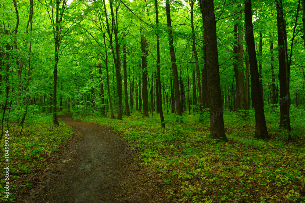 green forest