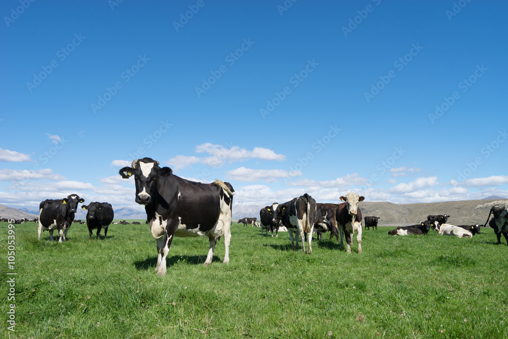 pasture with animals in summer sunny day in New Zealand