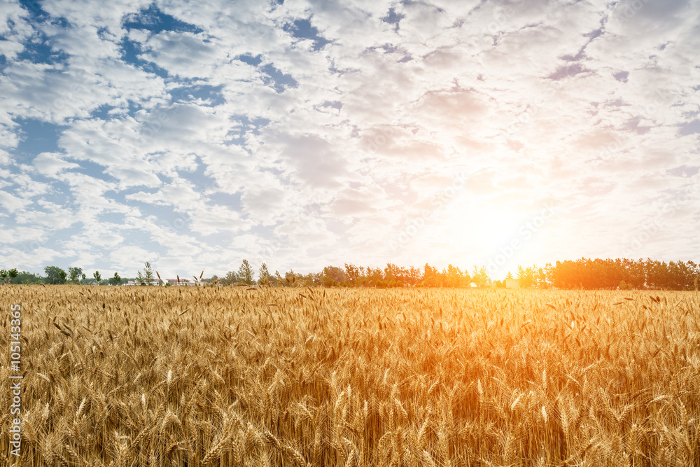 The mature wheat fields in the harvest season