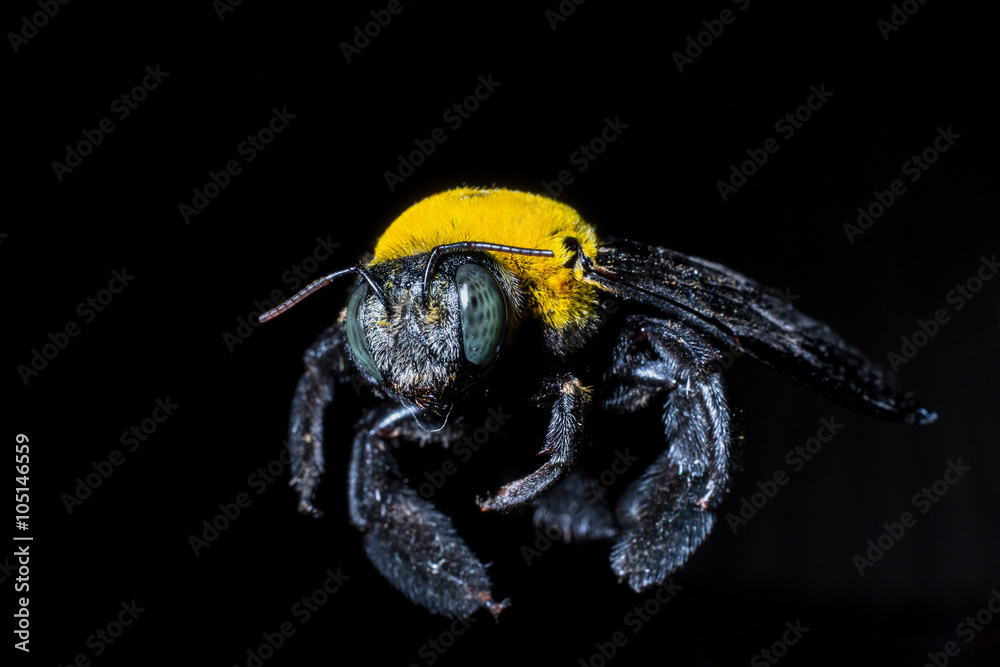 Bumblebee on Black background