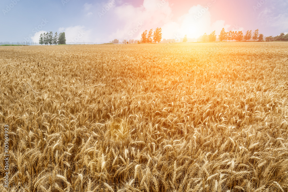 The mature wheat fields in the harvest season