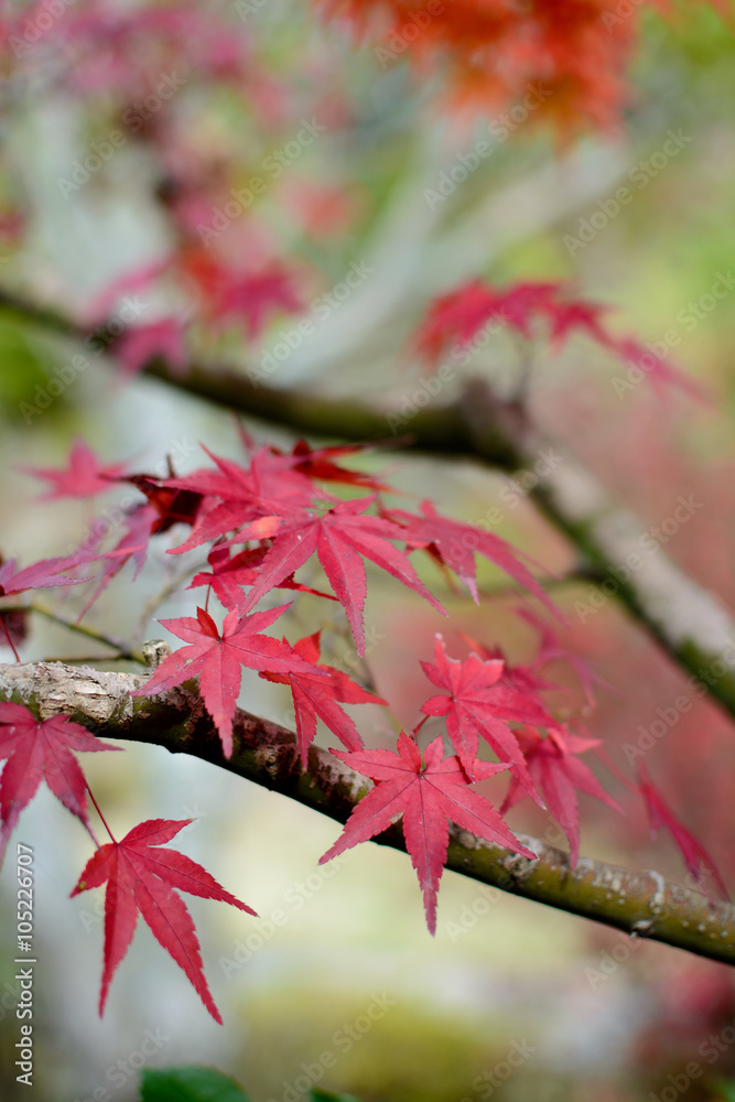 紅葉