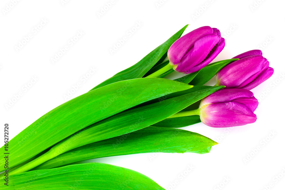 Beautiful Tulips on White Background