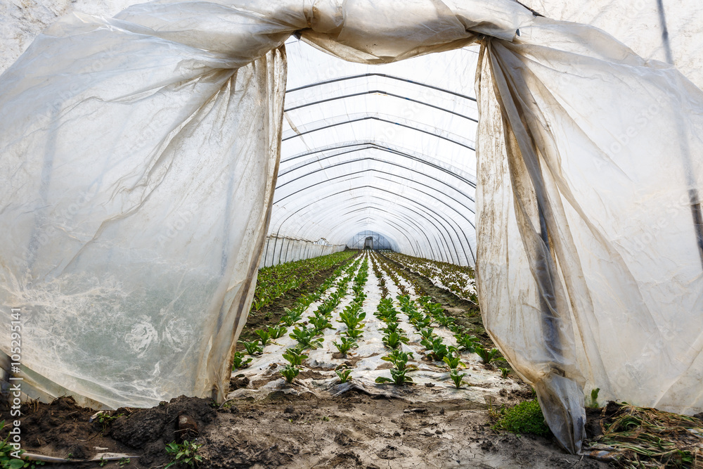 Lettuce vegetables grown in the greenhouse