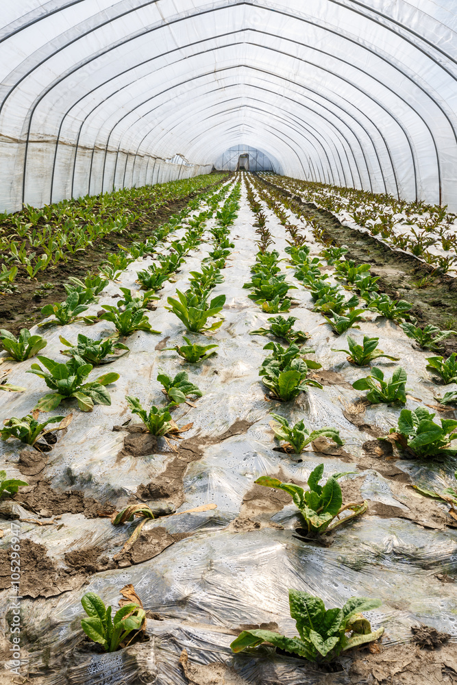 Lettuce vegetables grown in the greenhouse