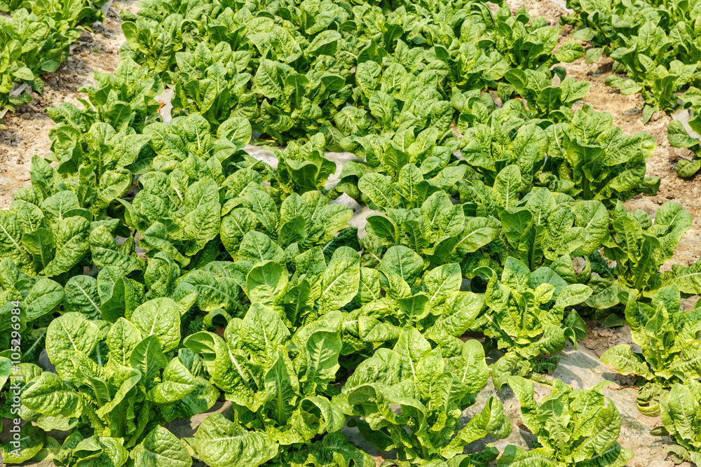 Lettuce vegetables grown in the greenhouse