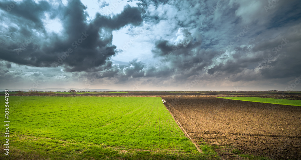 Young wheat field