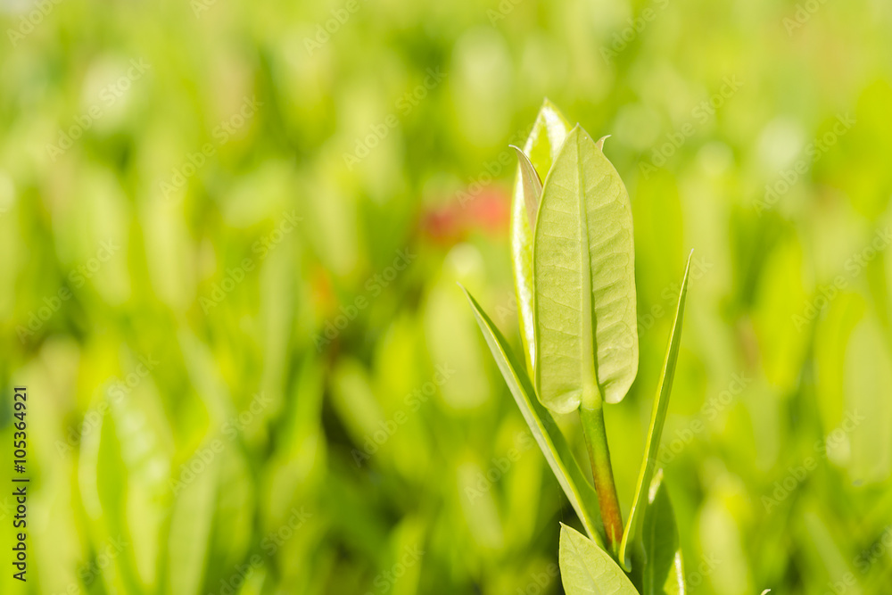 Green bud and fresh leave