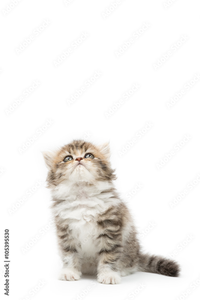 Little Persian tabby kitten looking up on isolated background