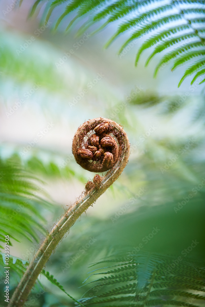 蕨类植物