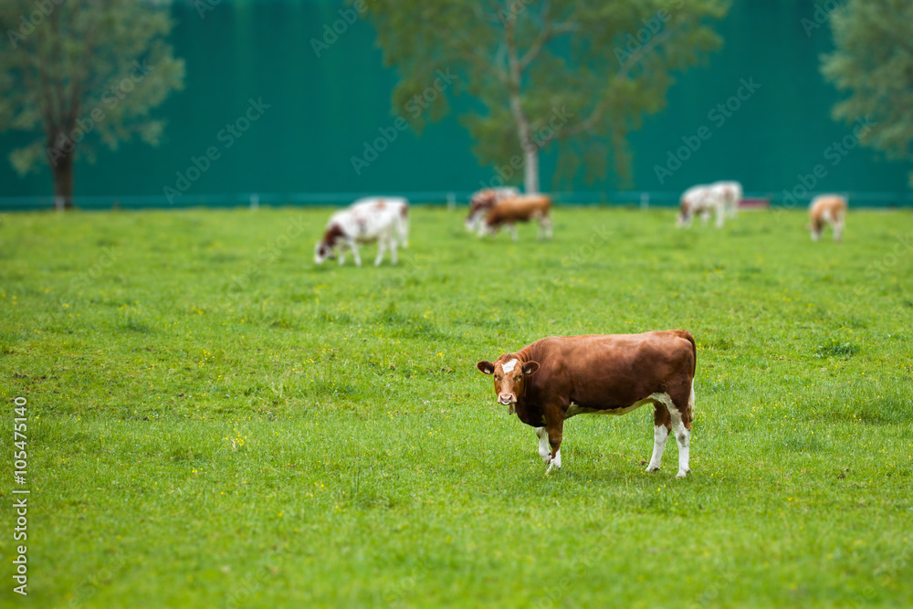 cow in the field