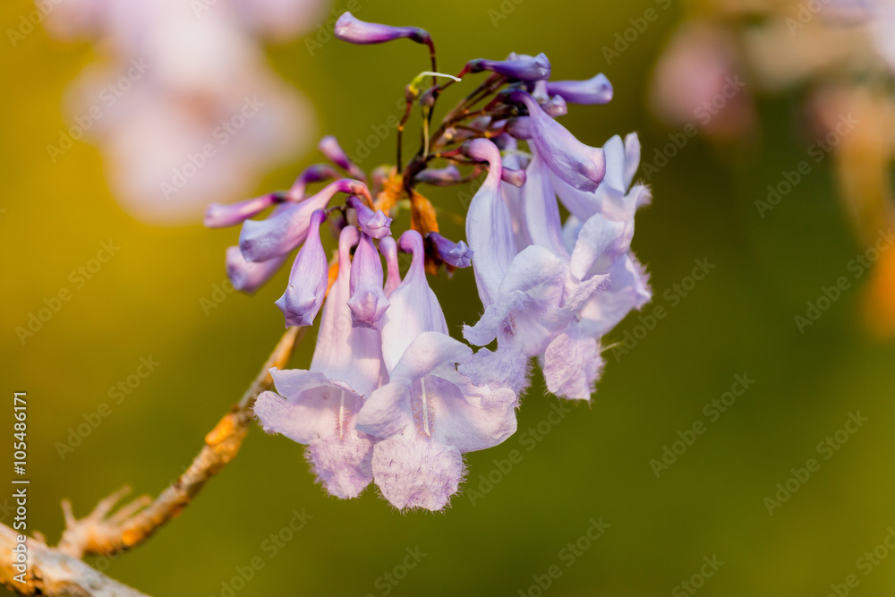 蓝花莲花