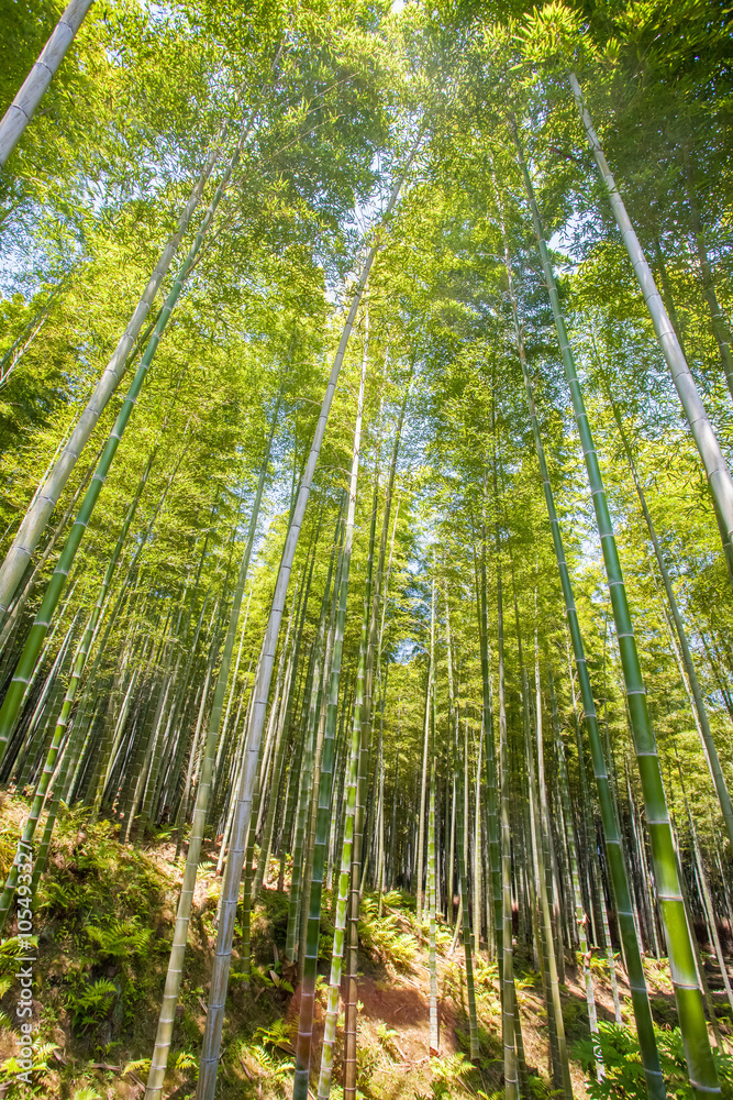 京都荒山旅游区美丽的竹林