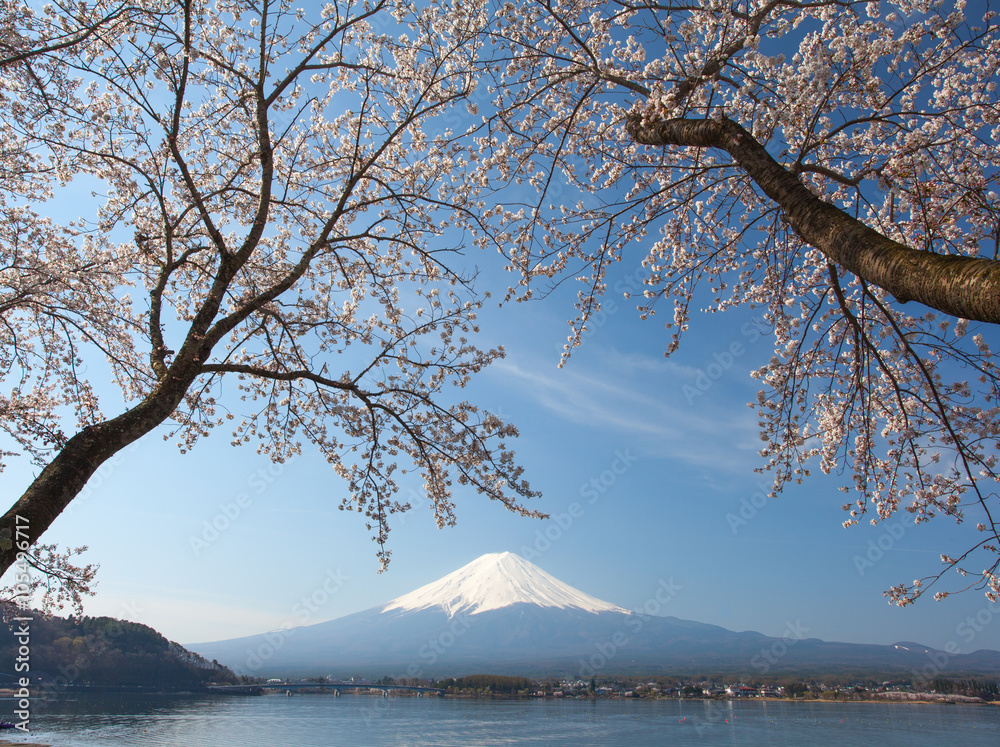 樱花樱花和富士山在河湖