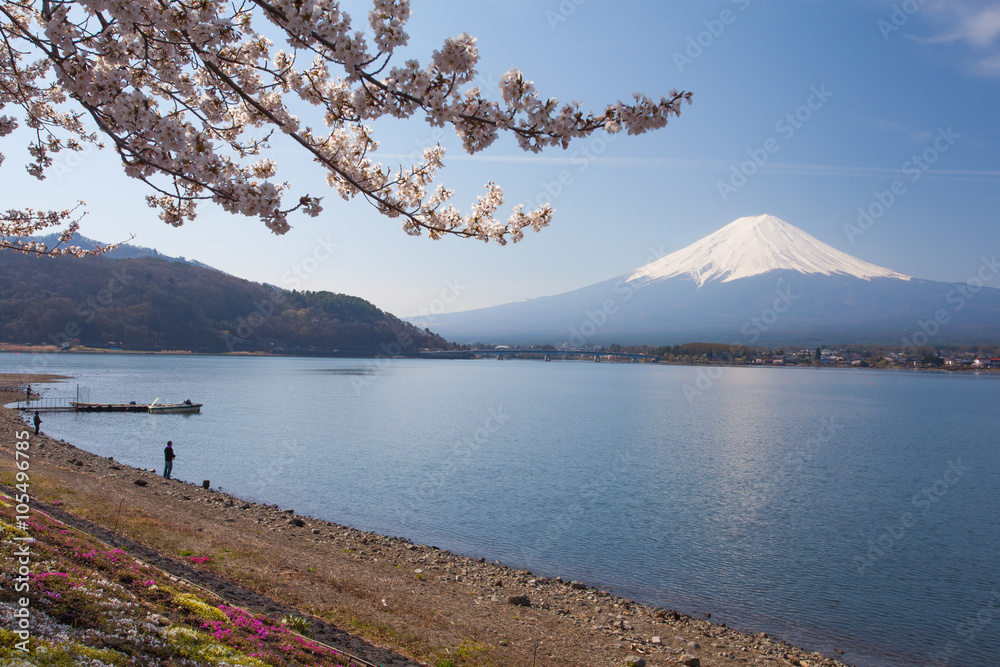 樱花樱花和湖上的富士山