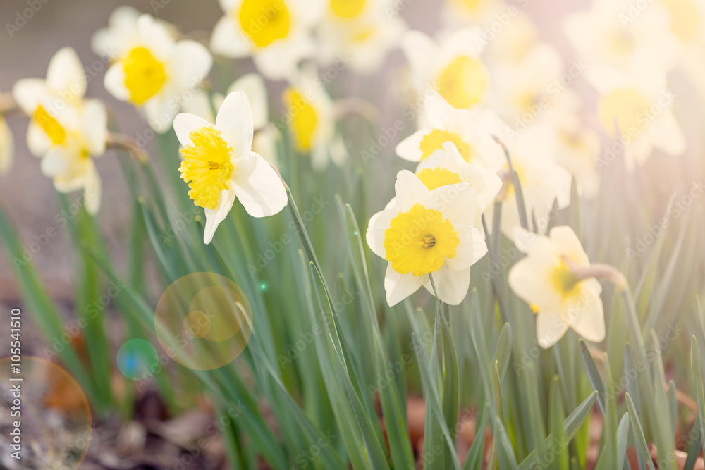 Spring narcissus in bright sunlight