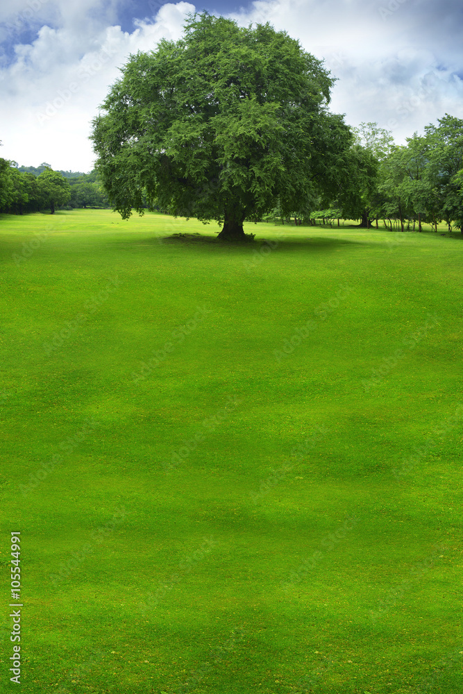 Fondo de naturaleza con arboles y césped