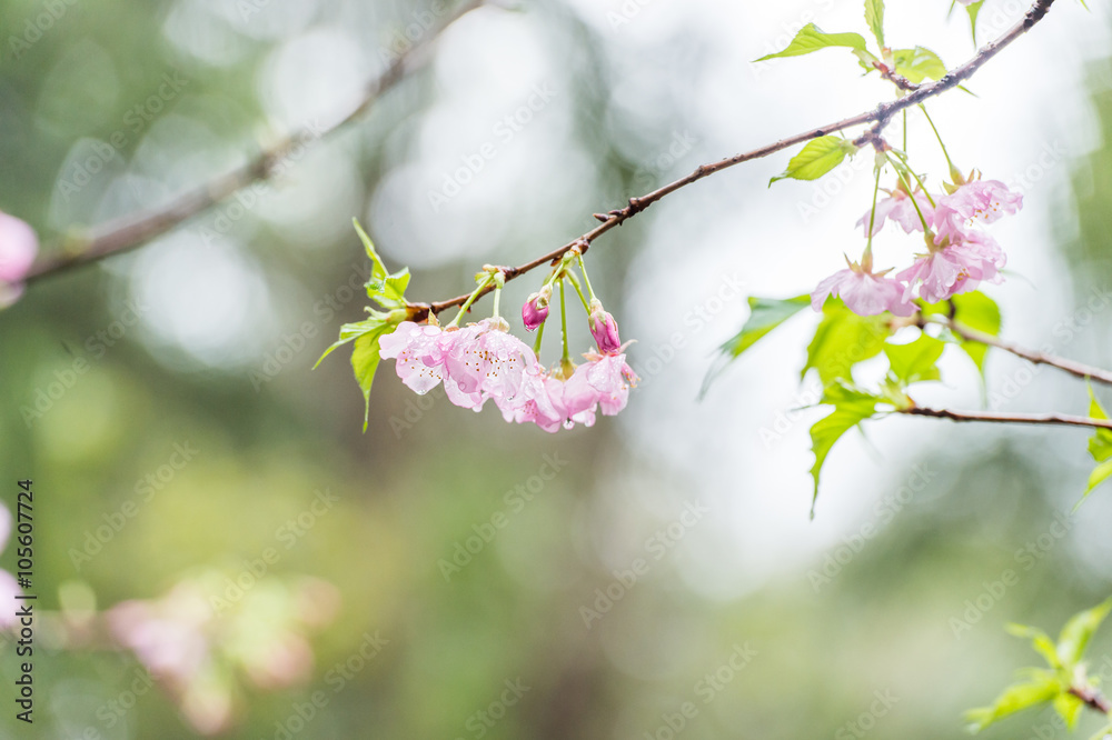 Cherry blossoms