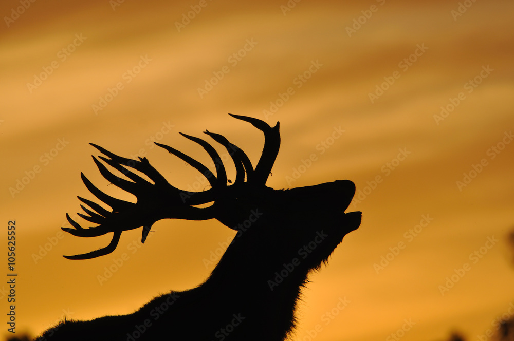 red deer stag at sunset