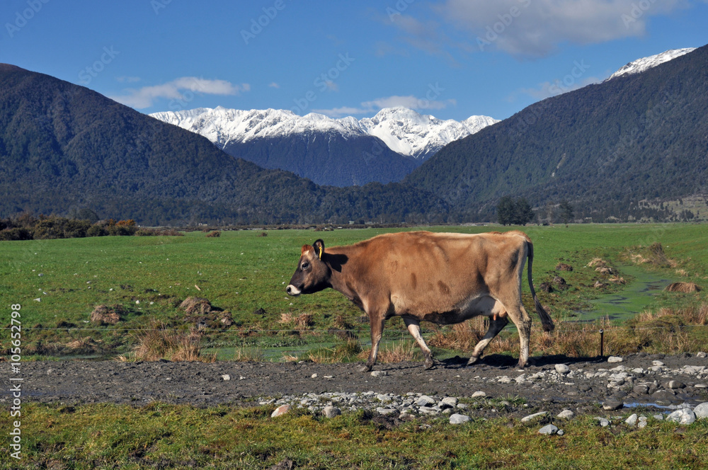 Cows walk back to the paddock after milking on a dairy farm, West Coast, New Zealand