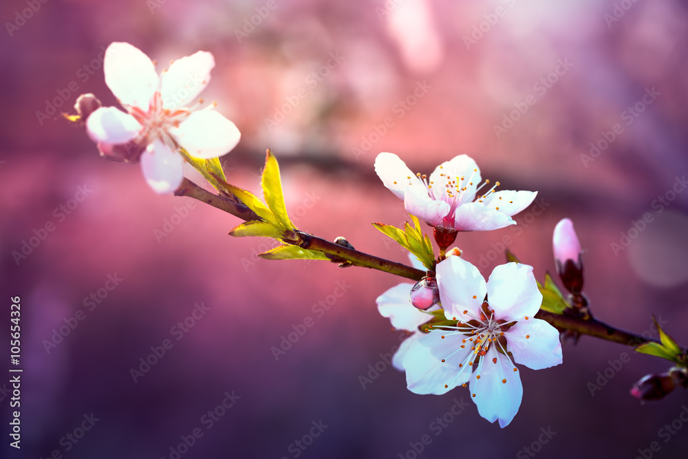 Blooming peach flower