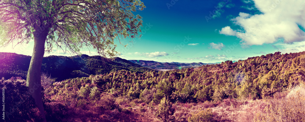 Panoramica paisaje montañas y pinos en atardecer