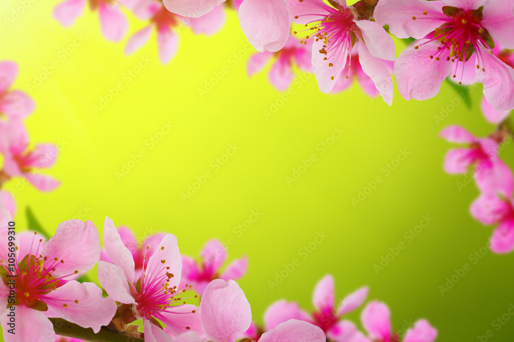 Spring blossom with soft blur background