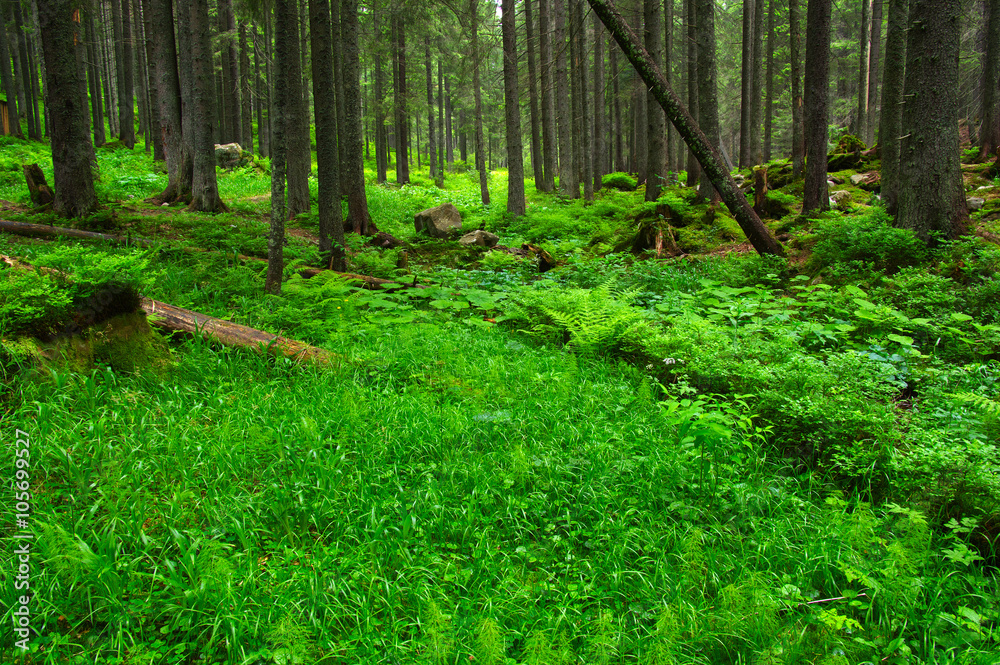 Trees in forest